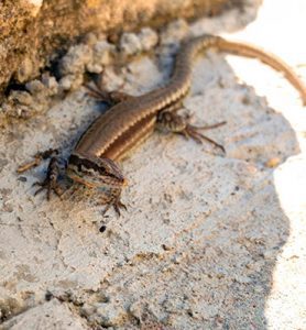 Category: Endemic animals