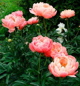 Category: Endemic plants