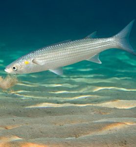 Category: Freshwater fish and fishery