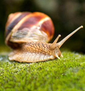 Category: Invertebrates