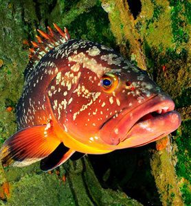 Category: Marine fish and fishery