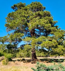 Category: Native trees and shrubs