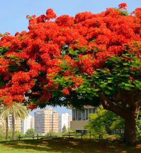 Category: Alien plants brought to Cyprus