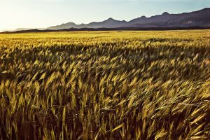 Mesaoria Plain Cyprus Agricultural Heartland
