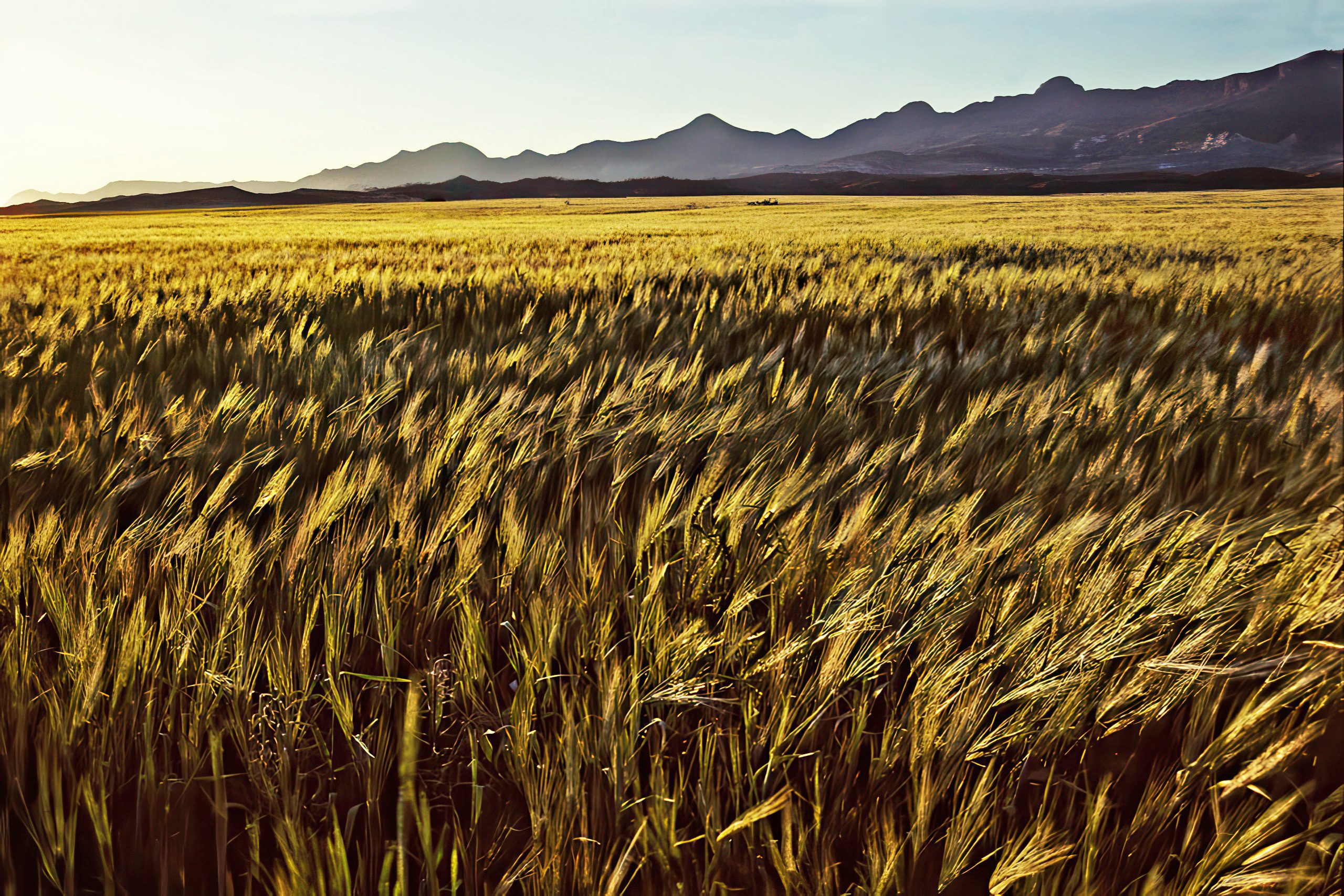 Mesaoria Plain Cyprus Agricultural Heartland
