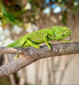 Category: Reptiles and amphibians