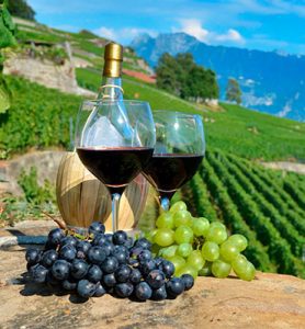 Category: Vineyards and wine heritage