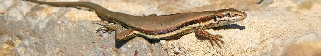 Category: Endemic Animals