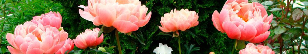 Category: Endemic plants