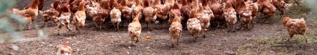 Category: Local Farming and Produce