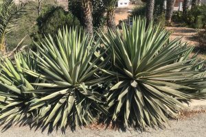 Spikes and Towers in the Cypriot Sun
