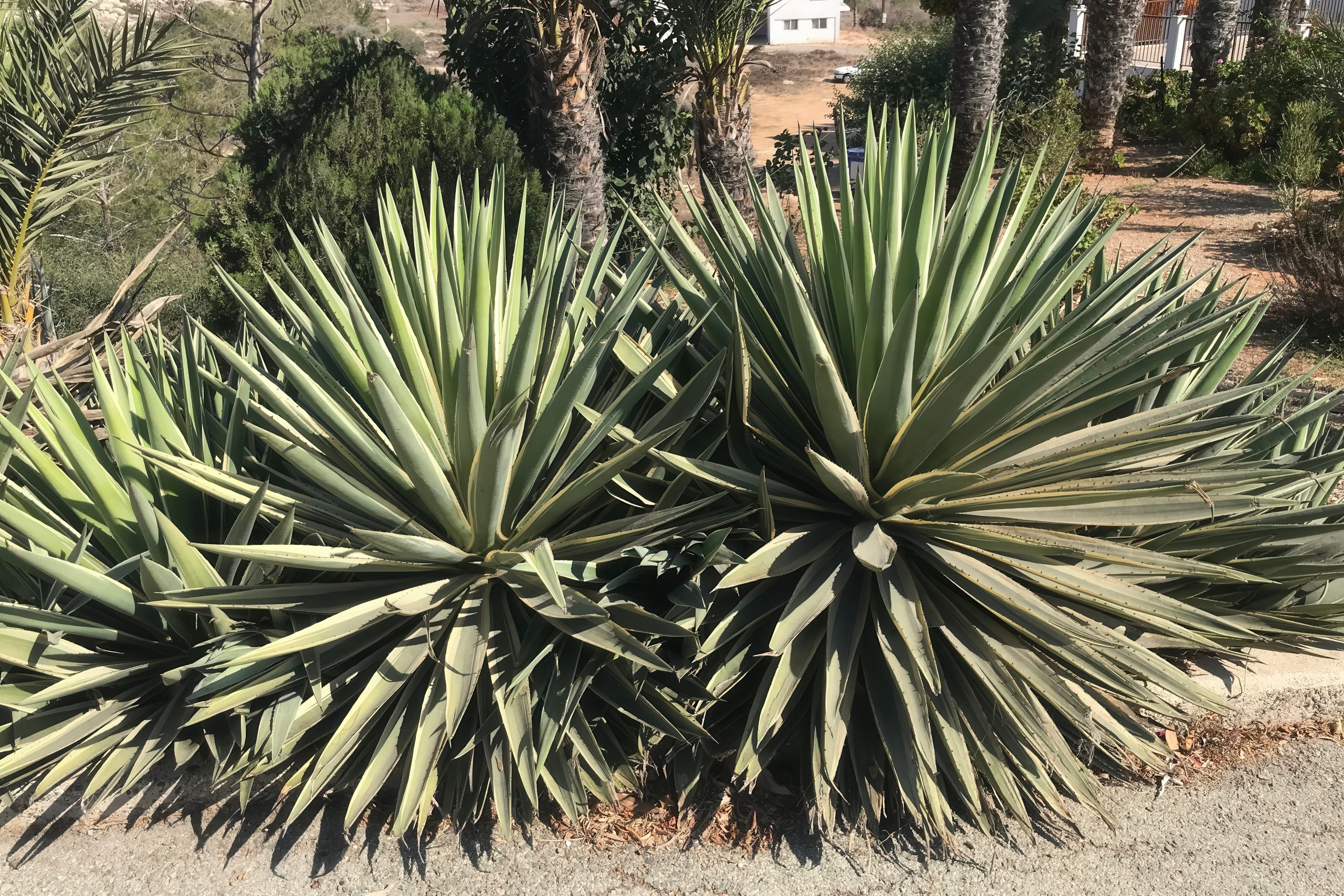 Spikes and Towers in the Cypriot Sun