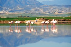 Akrotiri Environmental Protected Area, Cyprus