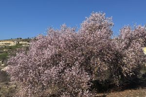 Almond Tree
