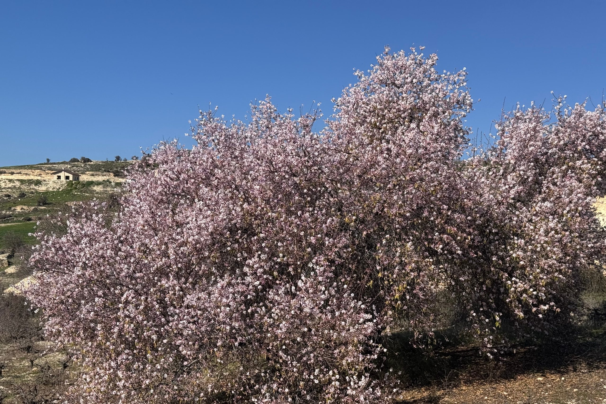 Almond Tree