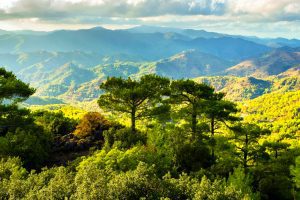 Ancient Terraces and Orchards in Cyprus Mountains