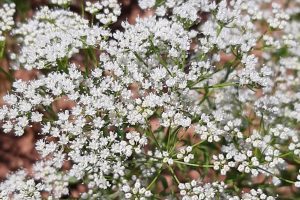 Sweet Whispers from the Cypriot Countryside