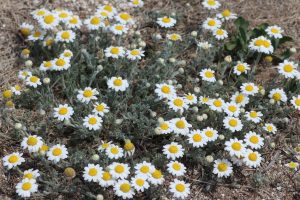 Whispers of White Petals in the Cypriot Breeze