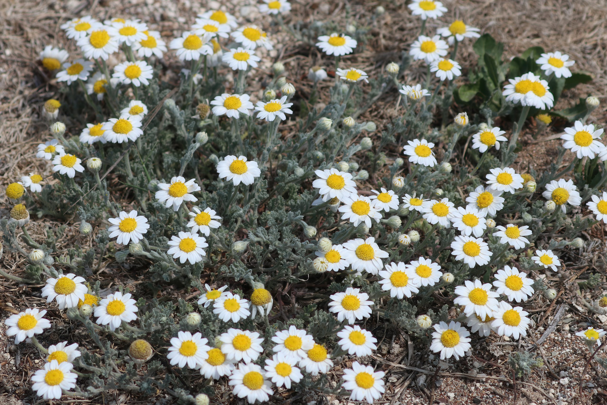 Whispers of White Petals in the Cypriot Breeze