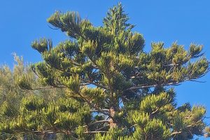 Living Fossils in Cypriot Gardens