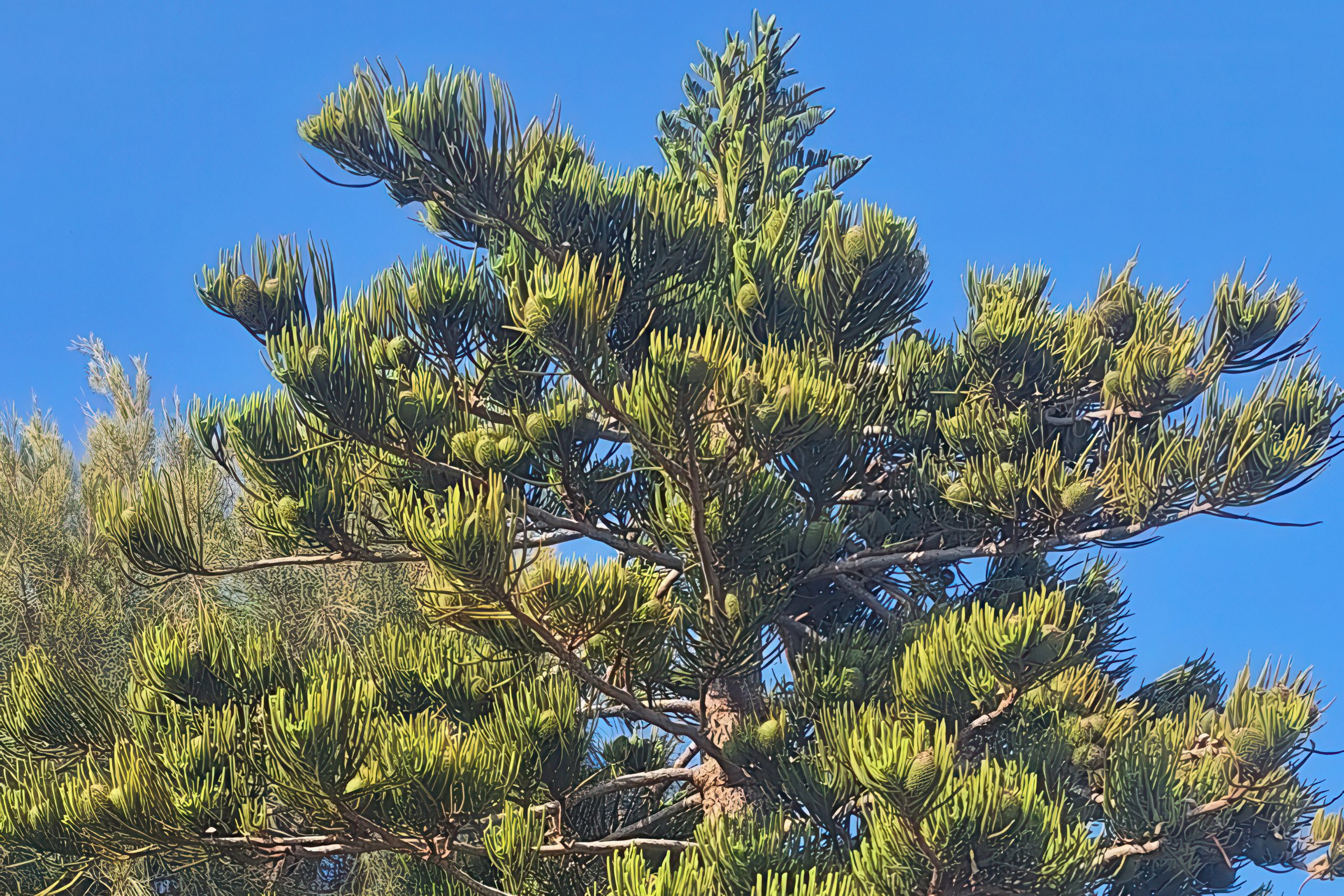 Living Fossils in Cypriot Gardens