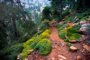 Atalanti Nature Trail Troodos Pine Forests