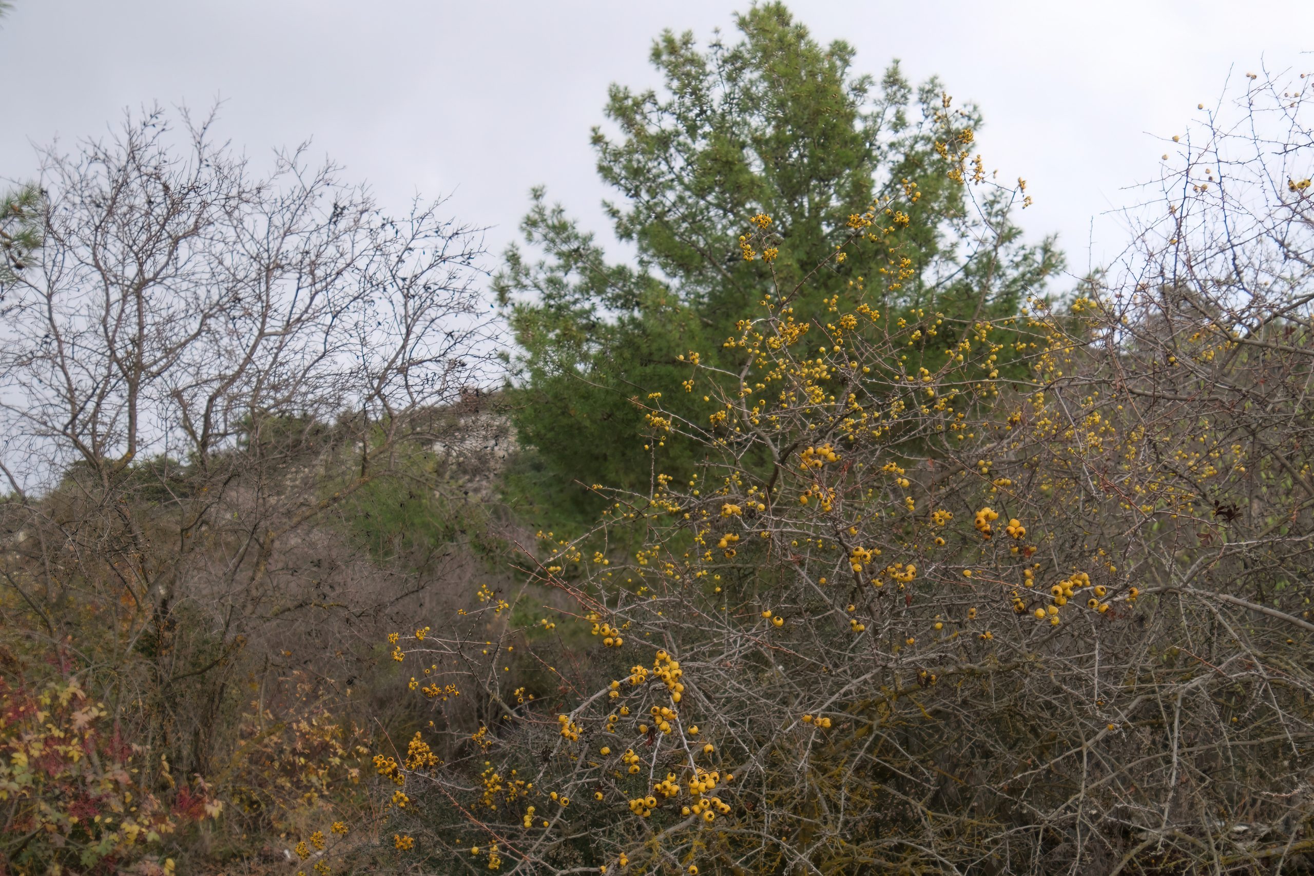 Sweet Golden Azarole of Cypriot Maquis