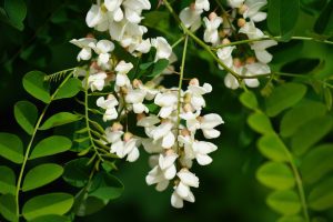 Black Locust Of Cyprus