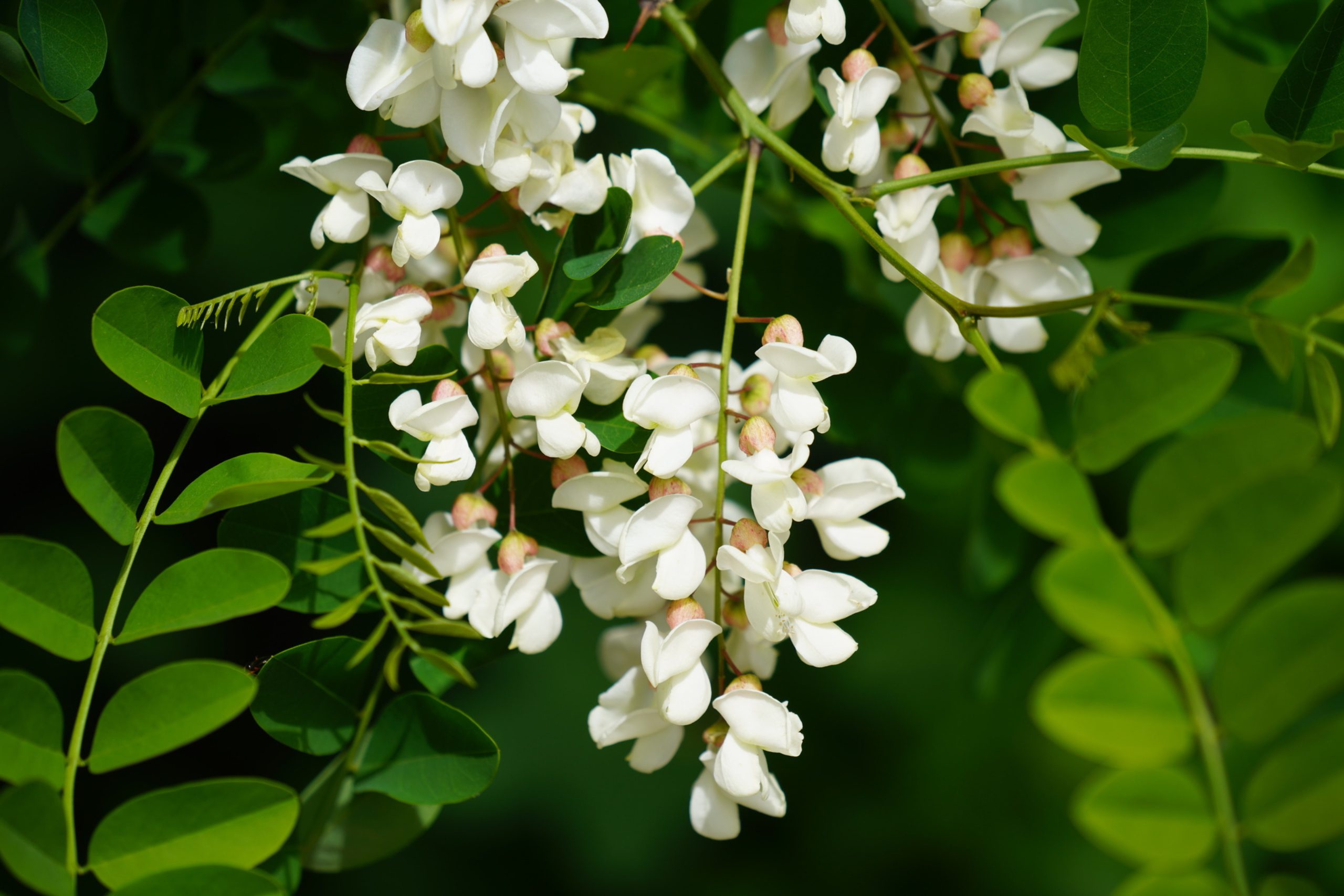 Black Locust Of Cyprus