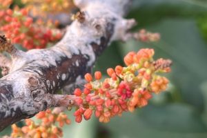 Carob Tree Of Cyprus Hillsides