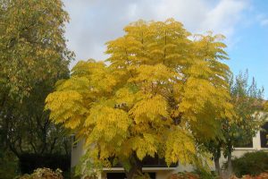 Lilac Clouds and Golden Berries