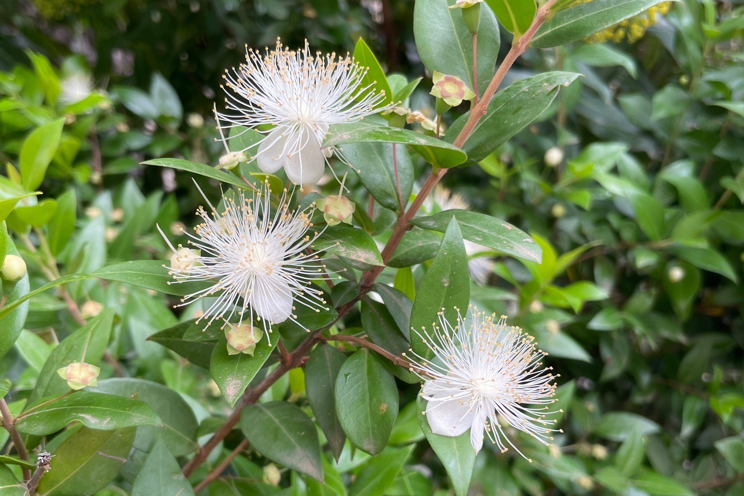 Myrtle in Cypriot Hills