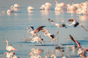 Cyprus Biodiversity Protection Global Organizations