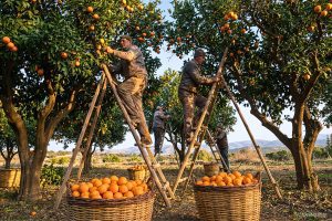 Cyprus Farming Rhythms and Seasonal Traditions