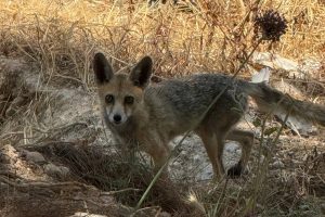 Cyprus Red Fox