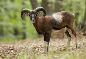 Cyprus Mouflon Wildlife and Habitat