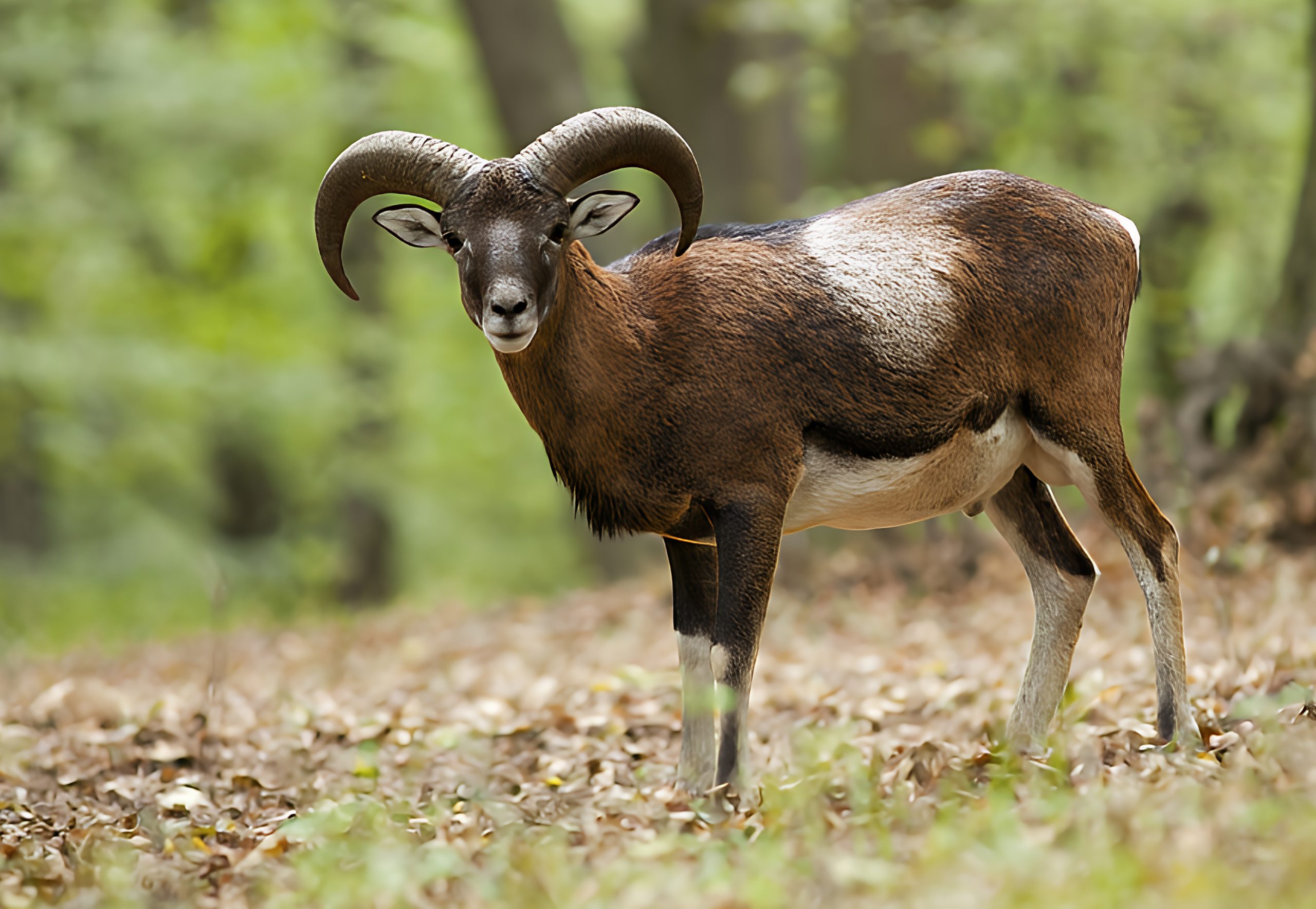 Cyprus Mouflon Wildlife and Habitat