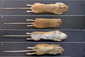 Cypriot Mouse (Mus cypriacus)