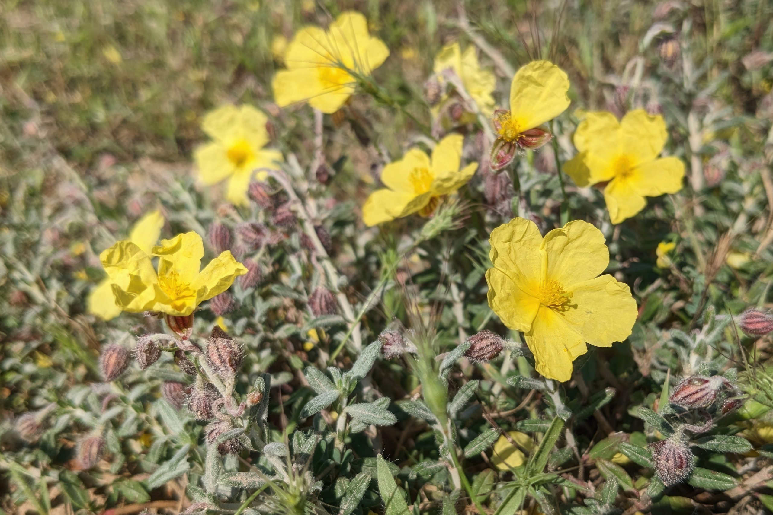 Sun-Chasing Yellow Blossoms of Cyprus