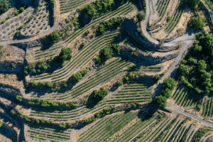 Cyprus Scenic Lanes: Fields, Hills & Local Life