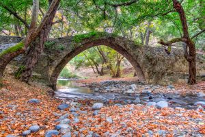 Cyprus Woodland Areas Pine Cedar Dominance