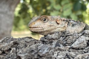 Cyprus Kourkoutas Lizard
