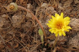 Dandelion Natural Healer Hiding in Plain Sight