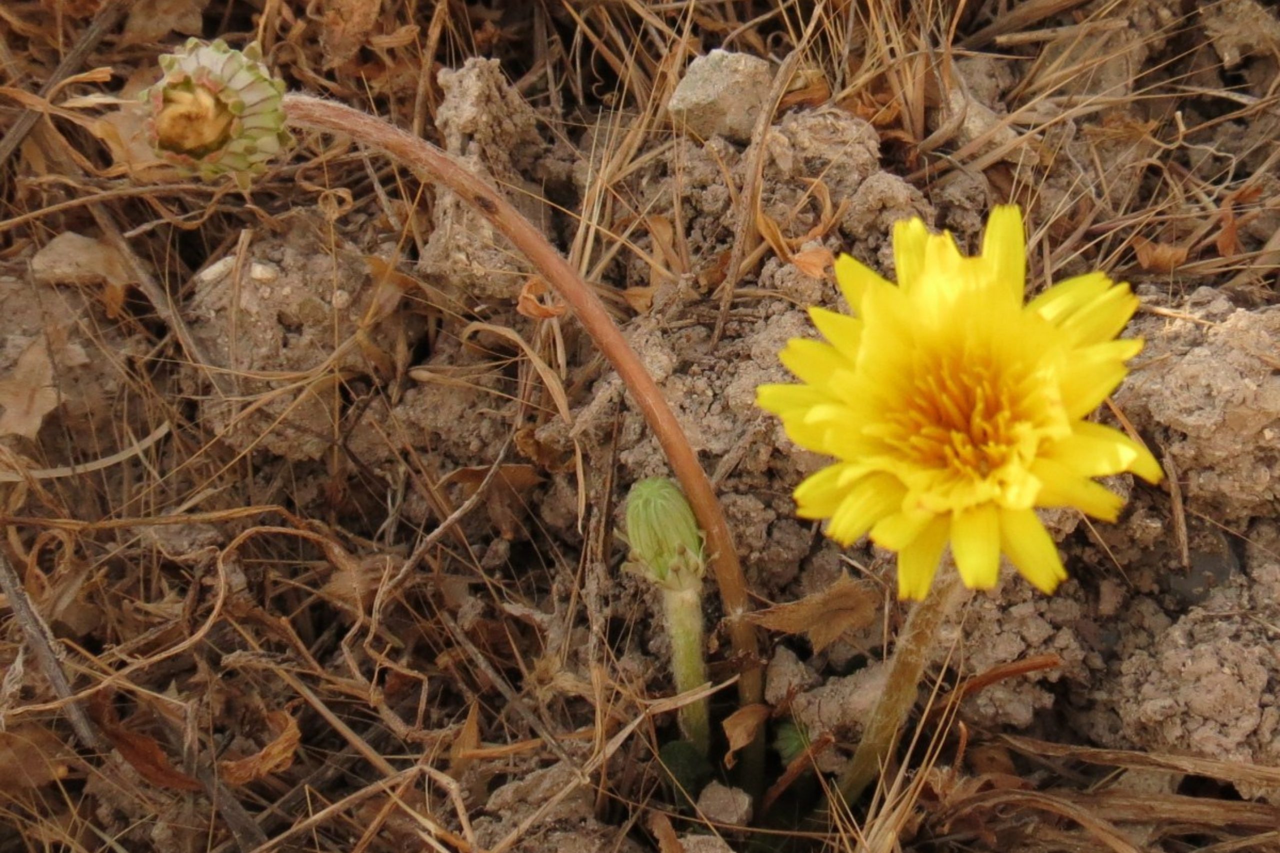 Dandelion Natural Healer Hiding in Plain Sight