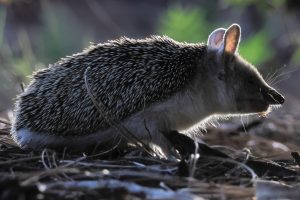 Cyprus Nocturnal Wildlife (Hedgehog)