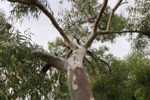 Whispers from the Antipodes