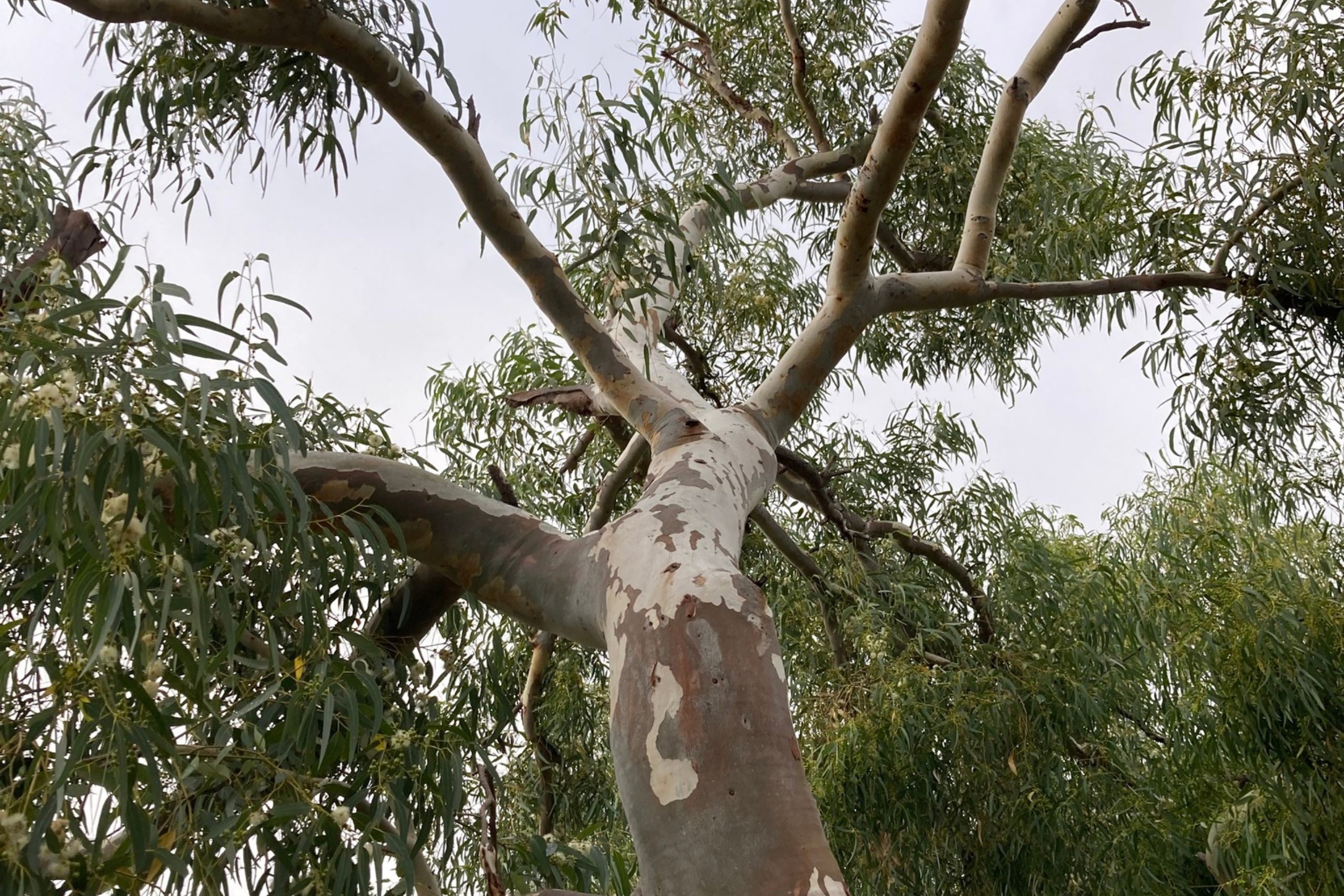 Whispers from the Antipodes