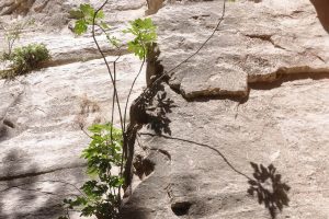 The Sweet Shade of Cyprus Villages