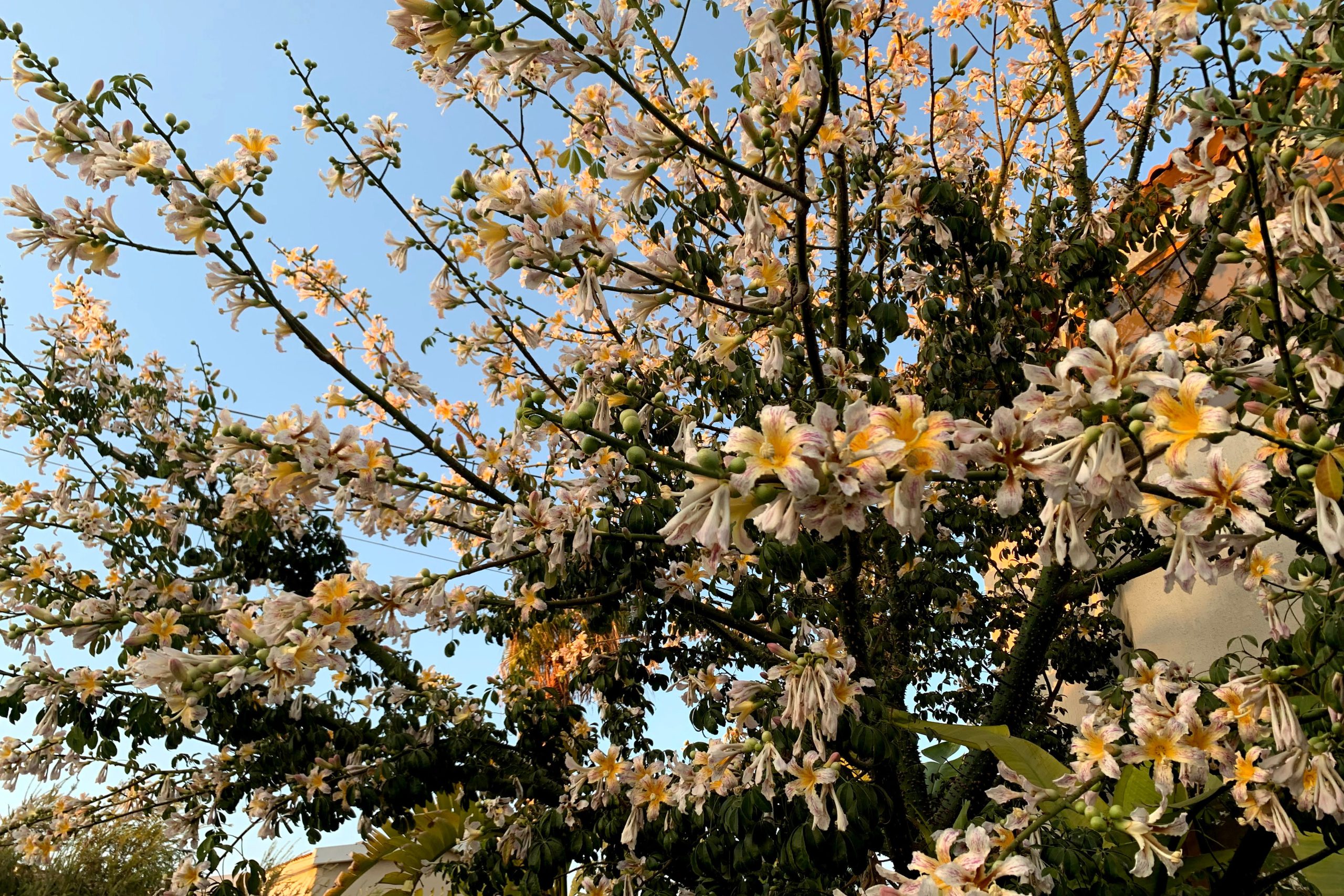 Floss Silk Tree