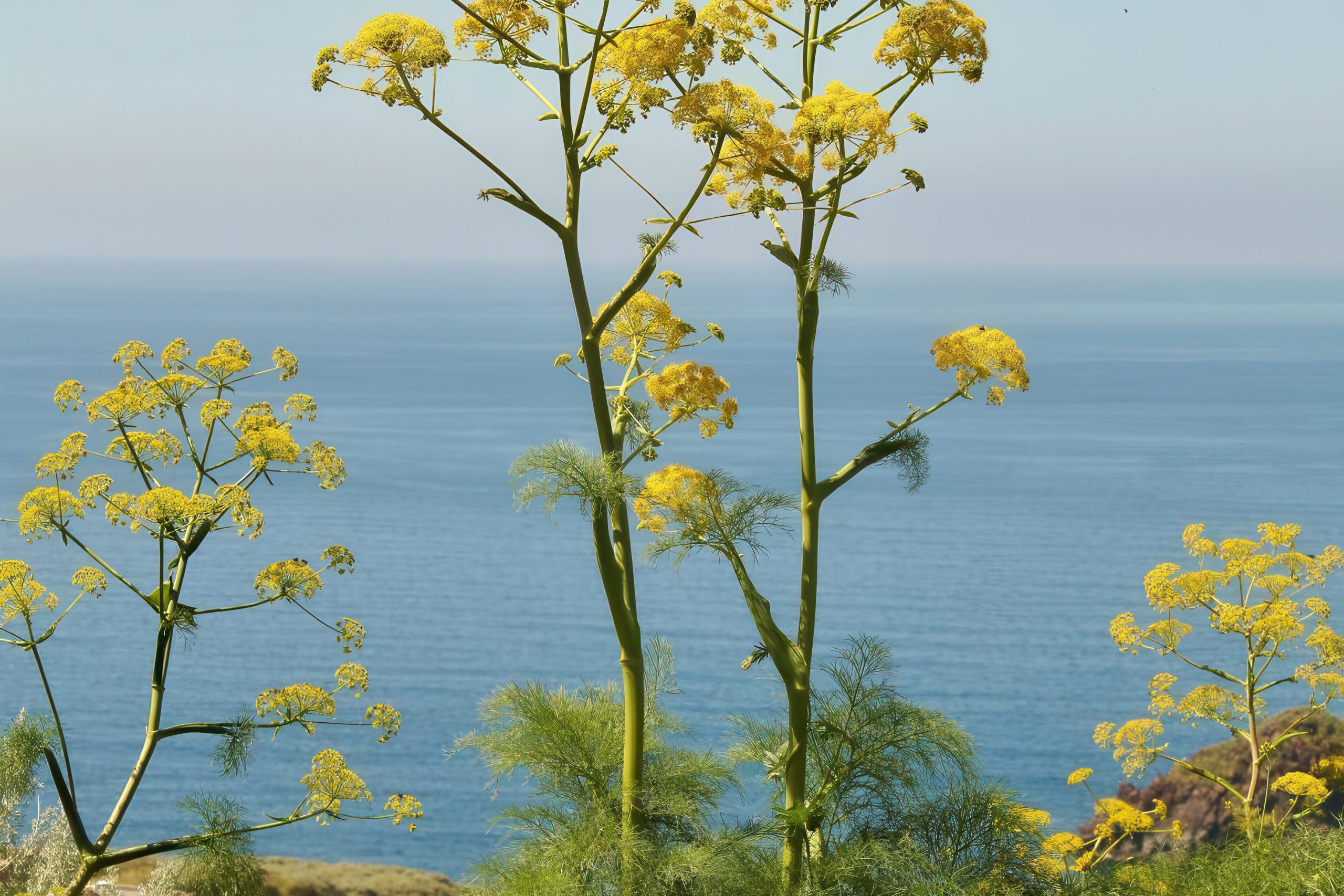 Whispers from the Wild Stalks